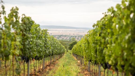 Vinárstvo Berta - vinohrady