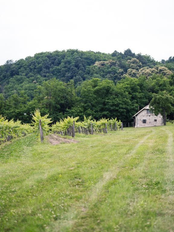 VÍNO NATURAL Domin &amp; Kušický vineyards